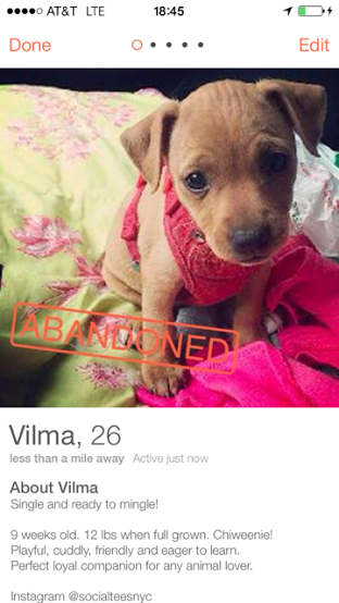 One pup 'looking for love'