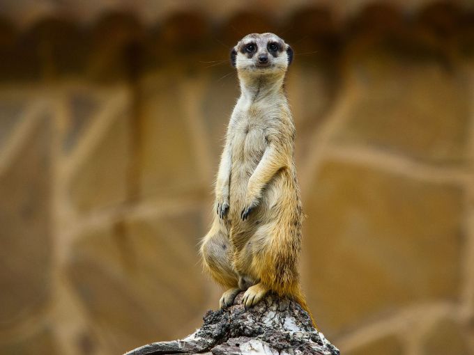 Meerkat_At_the_zoo_Novosibirsk_Siberia