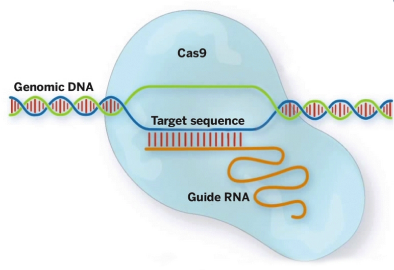 Genome1