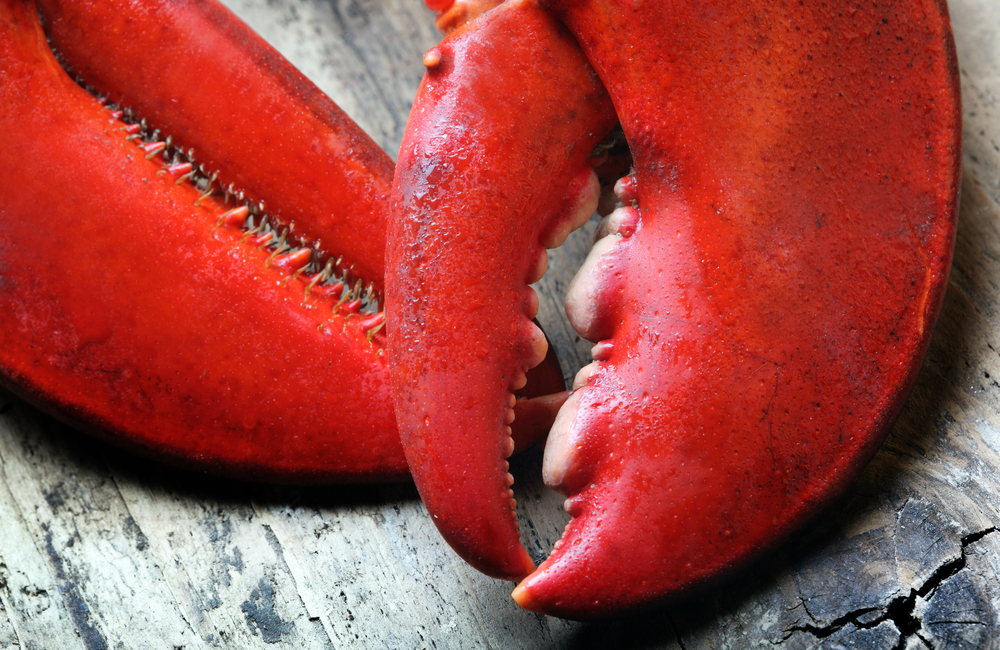 lobster claws