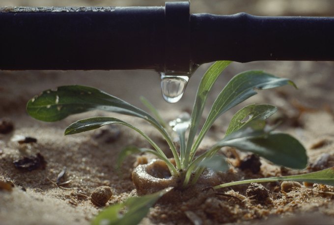 ISRAEL - OCTOBER 03: Drip irrigation rations out a precise sip of water to a flower. Netiv Ha Asara, Near Qiryat Gat, Israel. (Photo by James L. Stanfield/National Geographic/Getty Images)