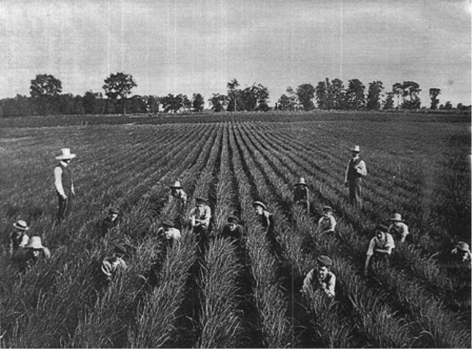 farmers