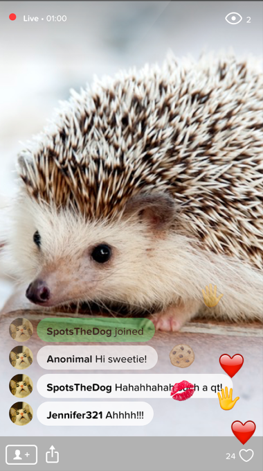 Users of the Waggle mobile app express their love of cute, baby hedgehogs.