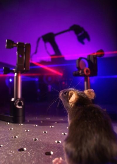mouse_bci