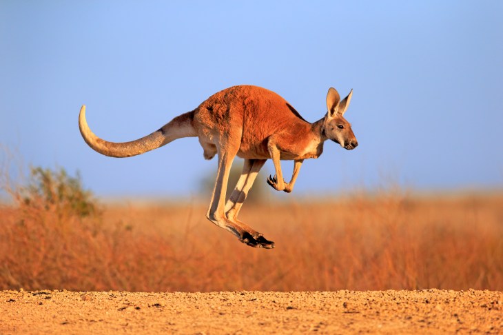 Red kangaroo