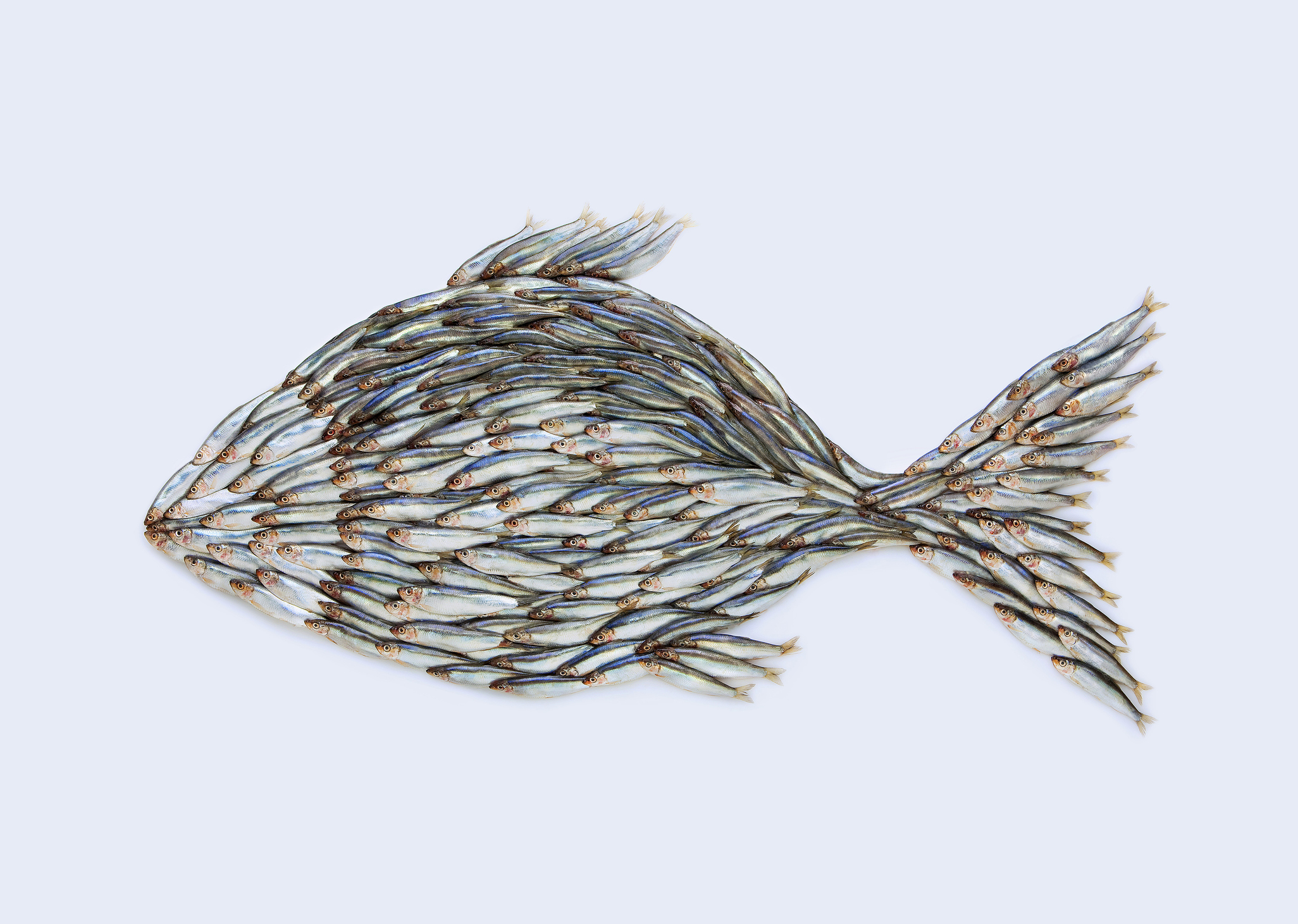 Fish shape made up of fish